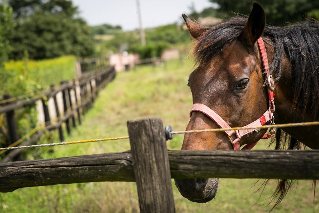 Agriturismo L.B.Stud Bracciano  Dış mekan fotoğraf