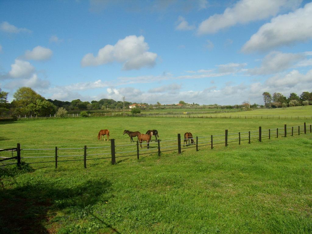 Agriturismo L.B.Stud Bracciano  Dış mekan fotoğraf